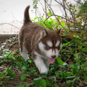 Siberian husky