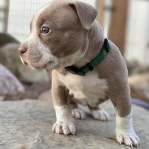 Pitbull puppies