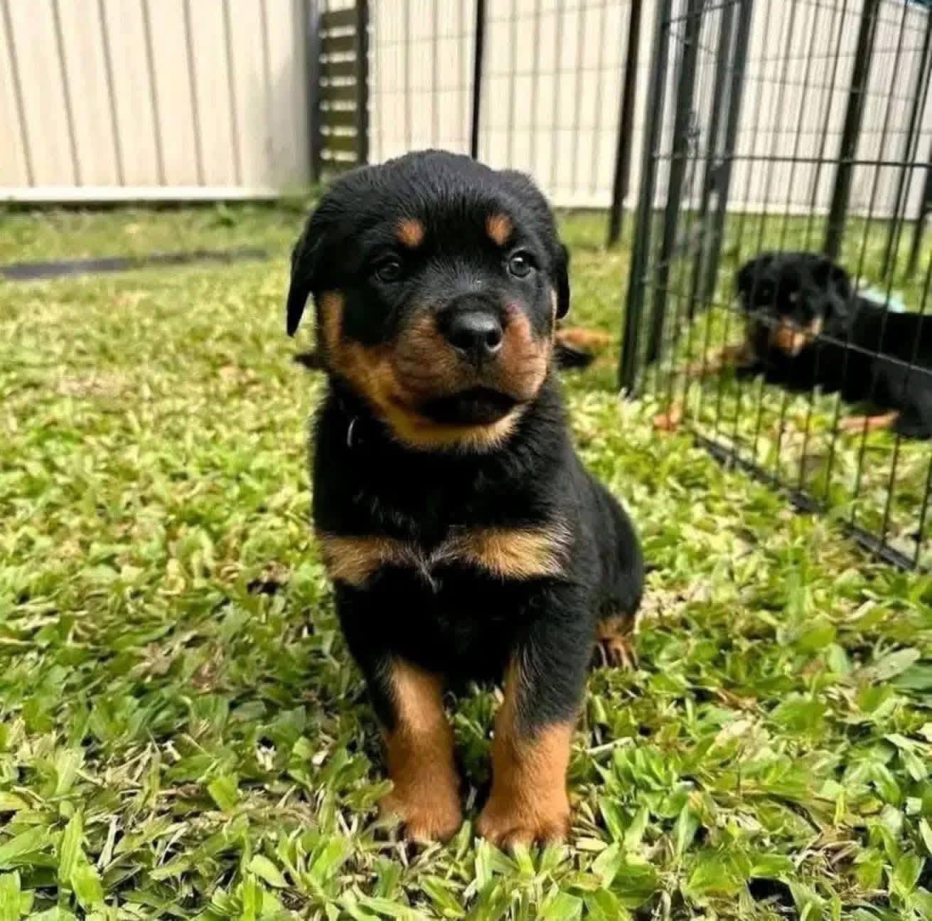 607493575 122098744617187808 8858651218415706567 n