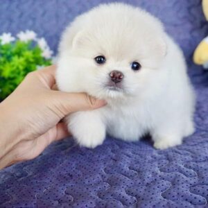 Pomeranian Puppies